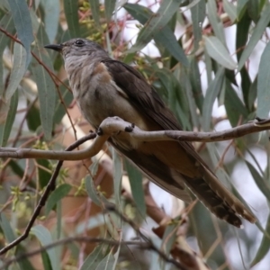 Cacomantis variolosus at Booth, ACT - 22 Feb 2022 01:54 PM