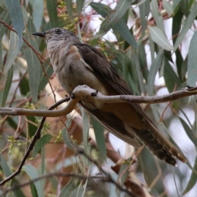 Cacomantis variolosus (Brush Cuckoo) at Booth, ACT - 22 Feb 2022 by RodDeb