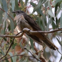 Cacomantis variolosus at Booth, ACT - 22 Feb 2022 01:54 PM