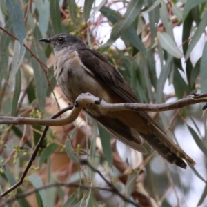 Cacomantis variolosus at Booth, ACT - 22 Feb 2022