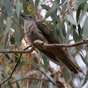 Cacomantis variolosus at Booth, ACT - 22 Feb 2022 01:54 PM