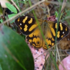 Heteronympha banksii (Banks' Brown) at Namadgi National Park - 23 Feb 2022 by Miranda