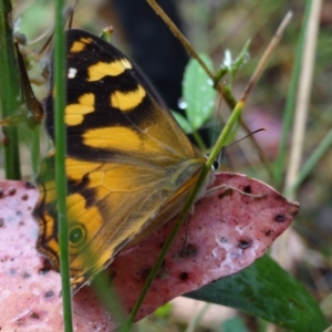 Heteronympha banksii at Cotter River, ACT - 23 Feb 2022