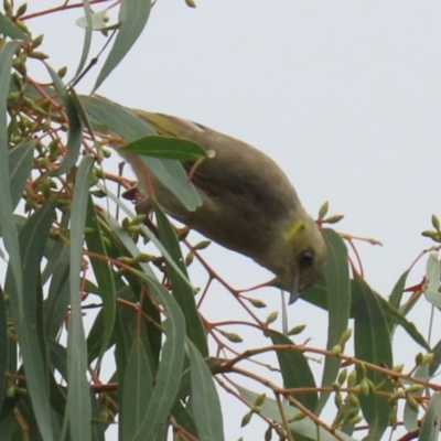 Ptilotula fusca (Fuscous Honeyeater) at Namadgi National Park - 22 Feb 2022 by RodDeb