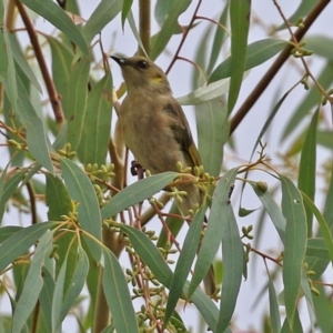 Ptilotula fusca at Booth, ACT - 22 Feb 2022