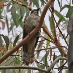 Cacomantis variolosus (Brush Cuckoo) at Namadgi National Park - 22 Feb 2022 by RodDeb