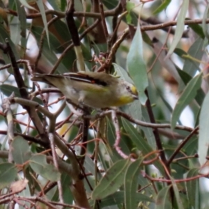 Pardalotus striatus at Booth, ACT - 22 Feb 2022