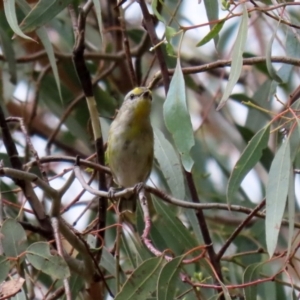 Pardalotus striatus at Booth, ACT - 22 Feb 2022