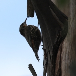 Cormobates leucophaea at Booth, ACT - 22 Feb 2022 01:51 PM