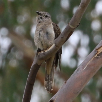 Cacomantis variolosus (Brush Cuckoo) at Booth, ACT - 22 Feb 2022 by RodDeb