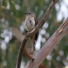 Cacomantis variolosus at Booth, ACT - 22 Feb 2022