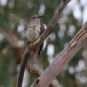 Cacomantis variolosus at Booth, ACT - 22 Feb 2022