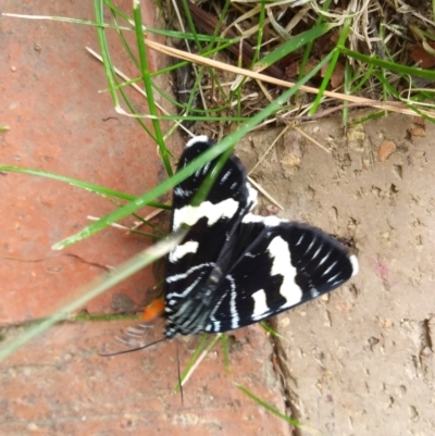 Phalaenoides glycinae (Grapevine Moth) at Red Hill, ACT - 22 Feb 2022 by HelenJ