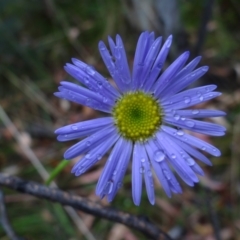 Brachyscome spathulata (Coarse Daisy, Spoon-leaved Daisy) at Cotter River, ACT - 23 Feb 2022 by Miranda