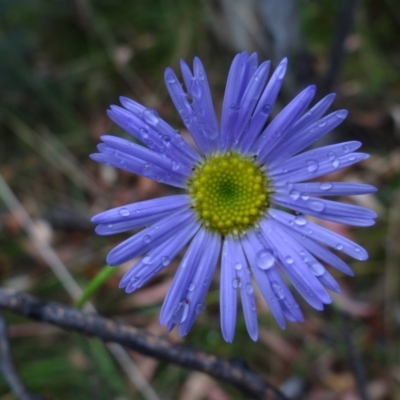 Brachyscome spathulata (Coarse Daisy, Spoon-leaved Daisy) at Cotter River, ACT - 23 Feb 2022 by Miranda