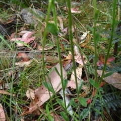 Brachyscome spathulata at Cotter River, ACT - 23 Feb 2022 11:28 AM