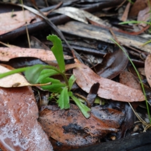 Brachyscome spathulata at Cotter River, ACT - 23 Feb 2022 11:28 AM