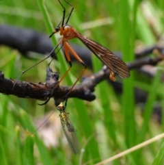 Harpobittacus australis (Hangingfly) at Namadgi National Park - 23 Feb 2022 by Miranda