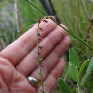 Gonocarpus tetragynus at Paddys River, ACT - 23 Feb 2022 09:31 AM