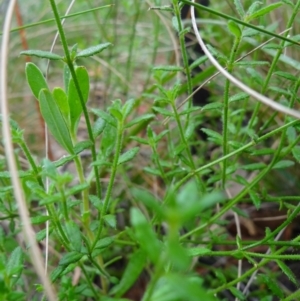 Gonocarpus tetragynus at Paddys River, ACT - 23 Feb 2022 09:31 AM