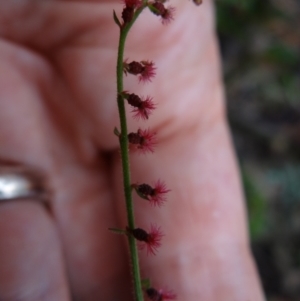 Gonocarpus tetragynus at Paddys River, ACT - 23 Feb 2022 09:31 AM