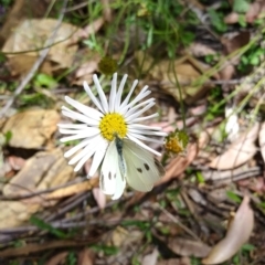 Pieris rapae (Cabbage White) at Namadgi National Park - 21 Feb 2022 by HelenJ