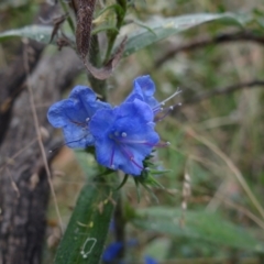 Echium vulgare (Vipers Bugloss) at Paddys River, ACT - 23 Feb 2022 by Miranda