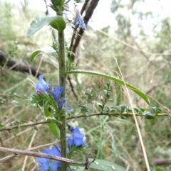 Echium vulgare at Paddys River, ACT - 23 Feb 2022 09:40 AM