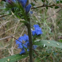 Echium vulgare at Paddys River, ACT - 23 Feb 2022