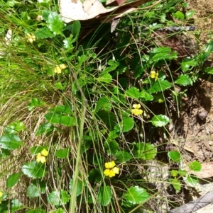 Goodenia hederacea subsp. alpestris at Cotter River, ACT - 21 Feb 2022 02:04 PM