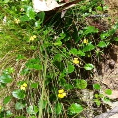 Goodenia hederacea subsp. alpestris at Namadgi National Park - 21 Feb 2022 by HelenJ