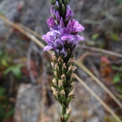 Cullen microcephalum (Dusky Scurf-pea) at Gibraltar Pines - 22 Feb 2022 by Miranda