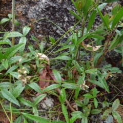 Cullen microcephalum at Paddys River, ACT - 23 Feb 2022 10:39 AM