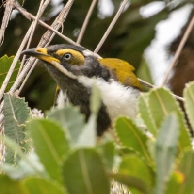 Entomyzon cyanotis (Blue-faced Honeyeater) at Acton, ACT - 22 Feb 2022 by Lewisc