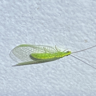 Mallada traviatus (Goldeneye Lacewing) at Jerrabomberra, NSW - 23 Feb 2022 by SteveBorkowskis