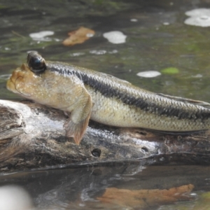 Unidentified Native Fish (TBC) at suppressed by HelenCross