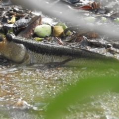Periophthalmodon freycineti at Belgian Gardens, QLD - 17 Feb 2022 09:34 AM
