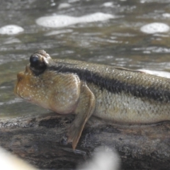 Periophthalmodon freycineti at Belgian Gardens, QLD - 17 Feb 2022 09:34 AM