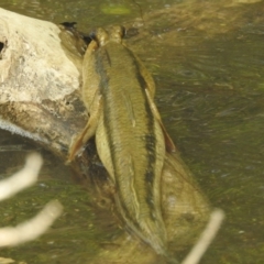 Periophthalmodon freycineti at Belgian Gardens, QLD - 17 Feb 2022 09:34 AM