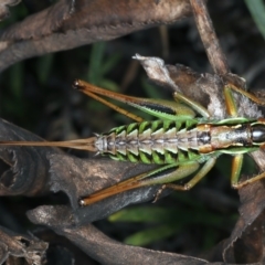 Chlorodectes montanus (Montane green shield back katydid) at Geehi, NSW - 22 Feb 2022 by jb2602