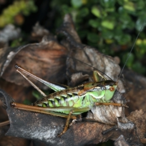 Chlorodectes montanus at Geehi, NSW - 22 Feb 2022