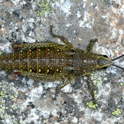 Monistria concinna (Southern Pyrgomorph) at Kosciuszko National Park - 22 Feb 2022 by jb2602