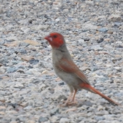 Neochmia phaeton (Crimson Finch) at Ingham, QLD - 17 Feb 2022 by HelenCross