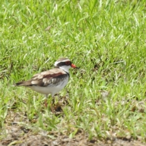 Charadrius melanops at Ingham, QLD - 17 Feb 2022 12:30 PM