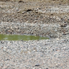 Charadrius melanops at Ingham, QLD - 17 Feb 2022 12:30 PM