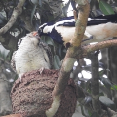 Eudynamys orientalis (Pacific Koel) at Tolga, QLD - 18 Feb 2022 by HelenCross