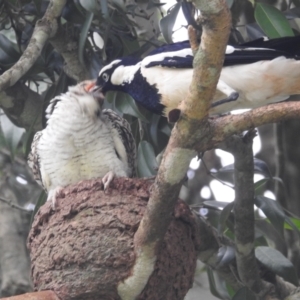 Eudynamys orientalis at Tolga, QLD - suppressed