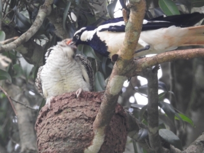Eudynamys orientalis (Pacific Koel) at Tolga, QLD - 18 Feb 2022 by HelenCross