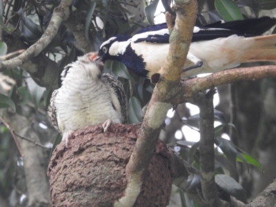 Eudynamys orientalis (Pacific Koel) at Tolga, QLD - 17 Feb 2022 by HelenCross