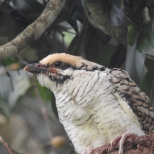 Eudynamys orientalis at Tolga, QLD - 18 Feb 2022